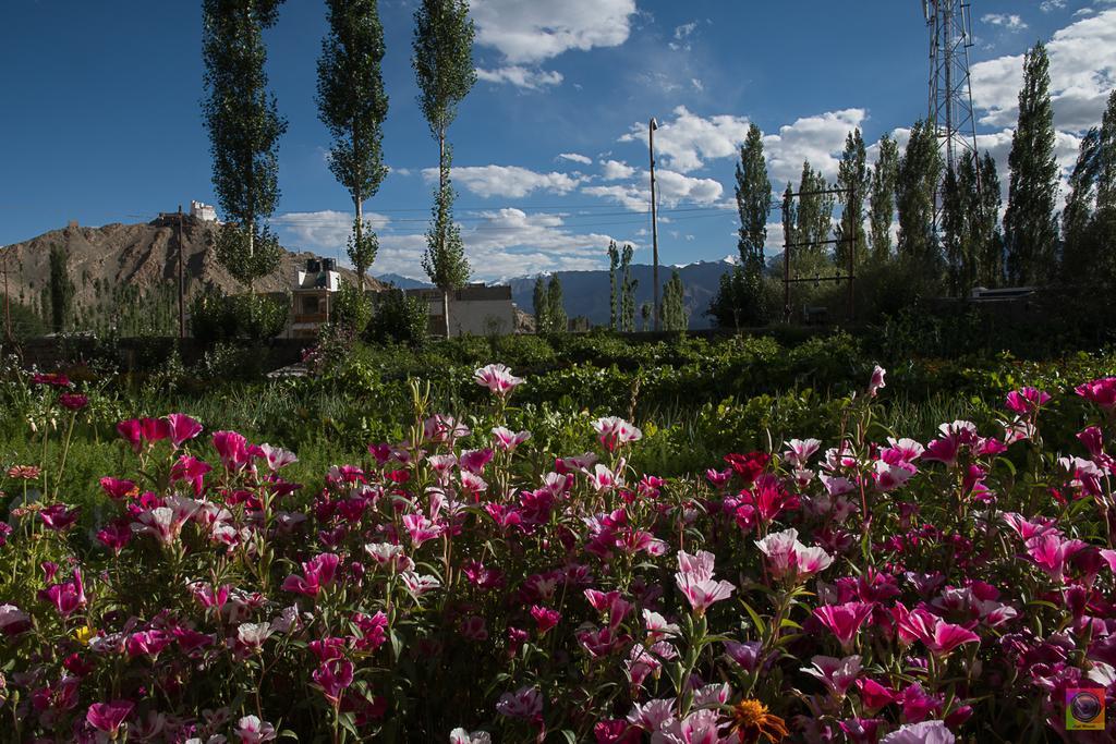 Shaolin Ladakh Otel Leh Dış mekan fotoğraf